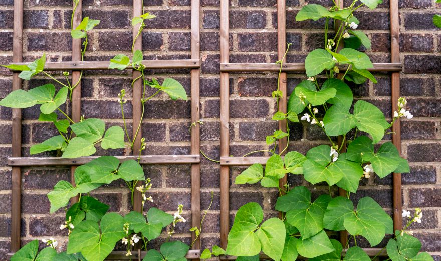 A brick wall with vines growing on it.