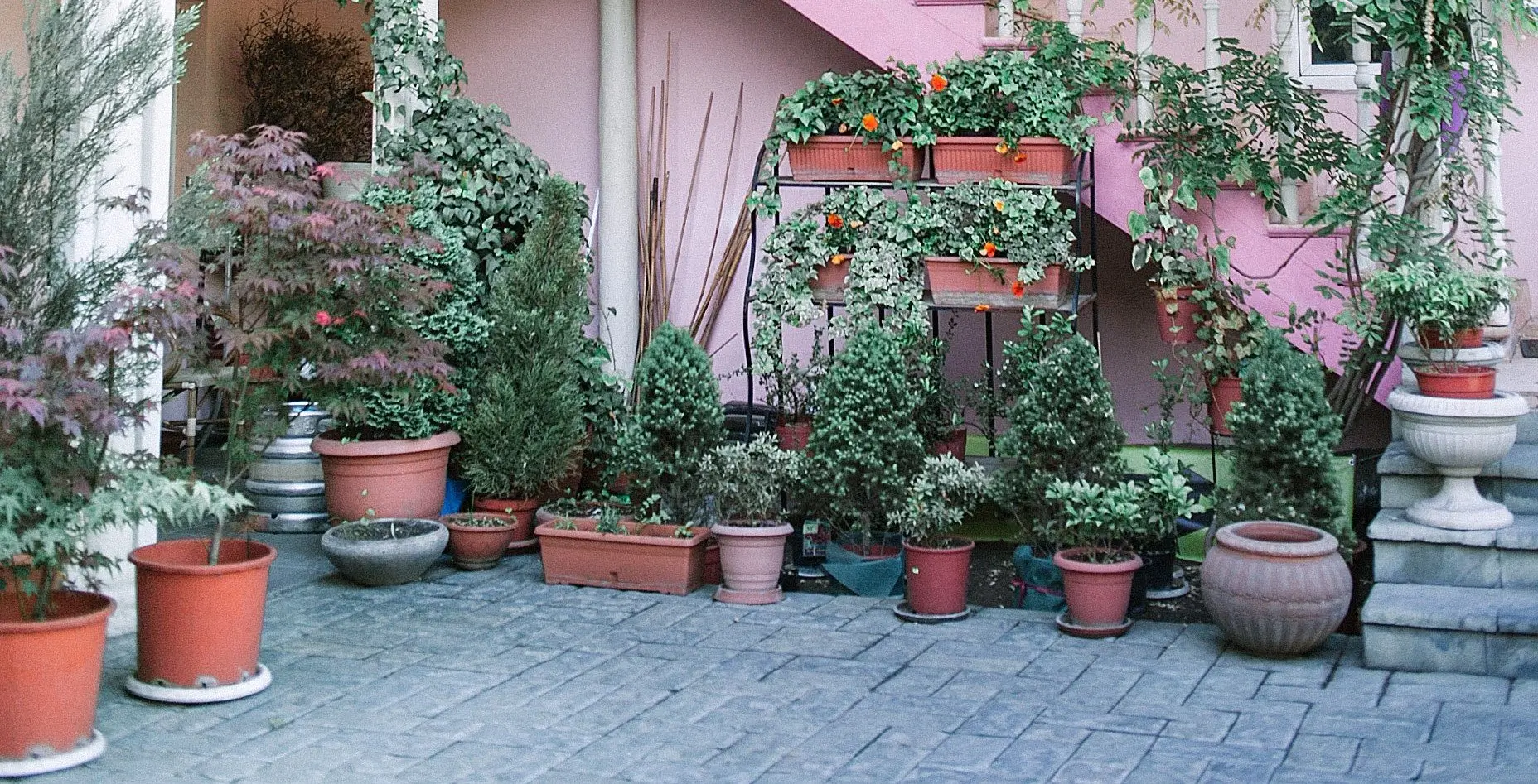 A patio with many potted plants and trees